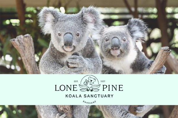 6. Lone Pine Koala Sanctuary